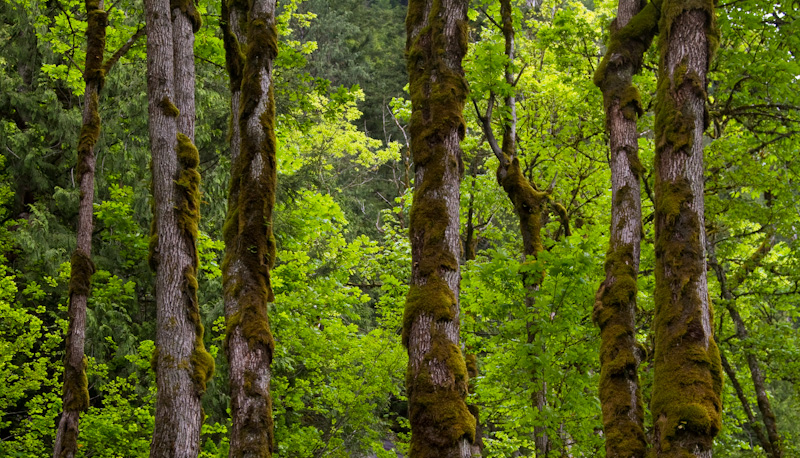 Moss Covered Tree Trunks